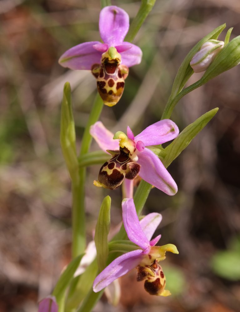 Orchidee di Marzo - Dalla Grecia con passione